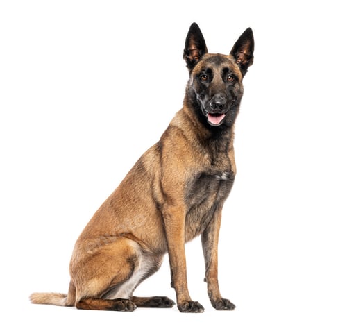 Preview: Belgian malinois dog sitting alert on white background