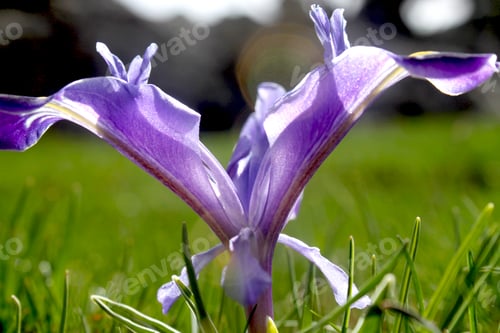 Preview: The flower that blooms in spring in Turkey. Nowruz flower.