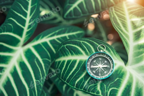 Preview: Compass on top fresh green nature leaf with sunlight. Travel background concept.