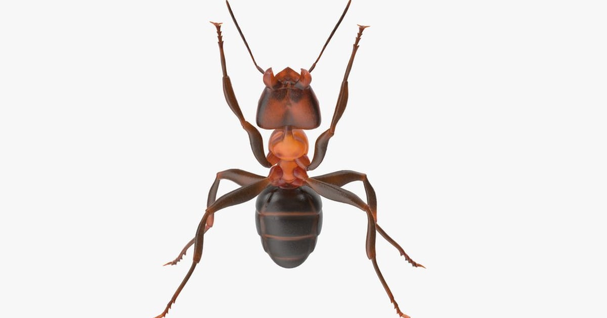 Detailed Worker Ant Stand Pose 3D, Incl. animal & biology - Envato