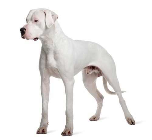 Preview: Argentine Dogo or Argentinean Mastiff dog, 1 year old, standing in front of white background