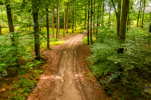 Preview: Summer forest and leafy footpath in Poland
