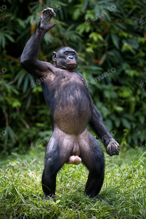 Preview: Vertical shot of a male bonobo monkey stretching in the Democratic Republic of the Congo