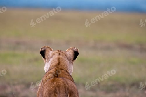 Preview: A lioness surveys the savannah at dusk.