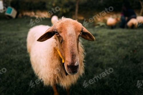 Preview: Sheep on green grass near bushes