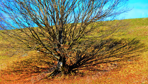 Preview: High angle shot of a bare tree under the sun with its shadow on the grass-covered hill
