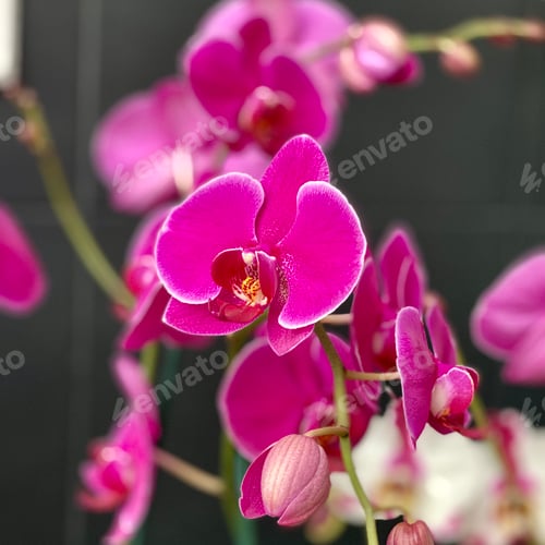 Preview: Orchids