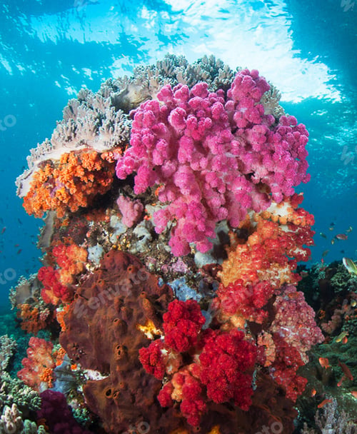 Preview: A Magical and Creative Indonesia underwater pictures