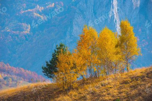Preview: Autumn landscape with group of birch trees, Transylvania, Romania