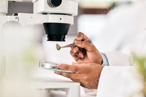 Preview: Scientist, hands and test leaf with microscope for research in biotechnology, plants and petri dish