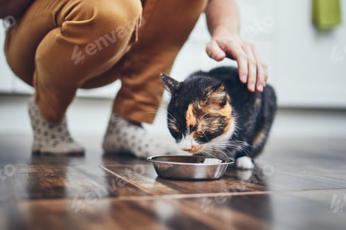Preview: Domestic life with cat