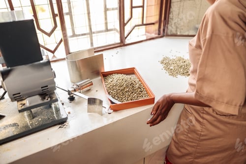 Preview: Female worker standing near the table and sorting coffee beans
