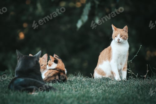 Preview: Cute cats relaxing in the grass