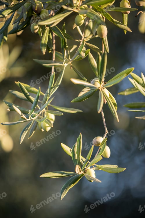 Preview: Olives on olive tree at sunset near Jaen, Spain
