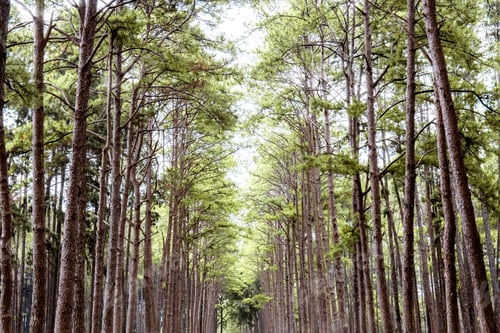 Preview: Pine tree with beautiful