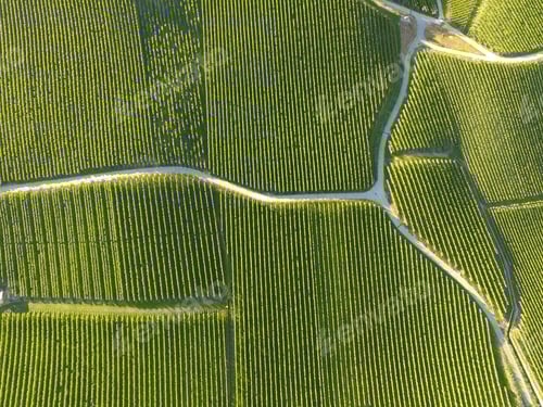 Preview: Aerial of Vineyard fields between Lausanne and Geneva in Switzer