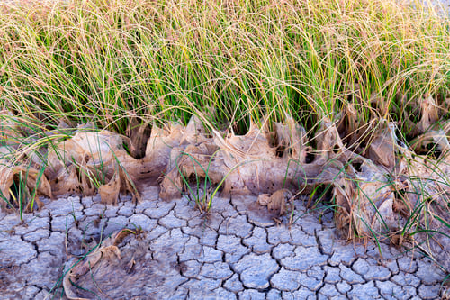 Preview: Grass growing near dry mud