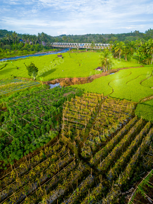 Preview: beauty landscape paddy fields natural beautiful morning view from asia