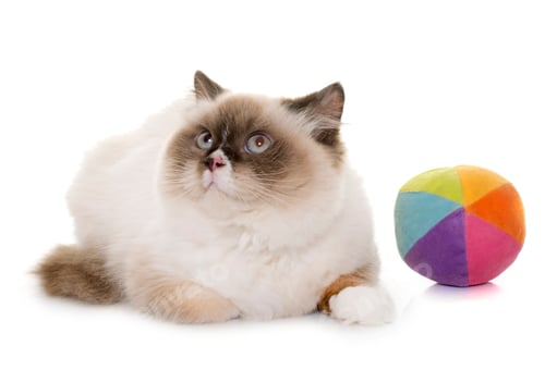 Preview: english longhair cat