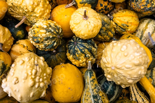 Preview: Close-up pile of pumpkins Fresh orange pumpkins stacked tightly