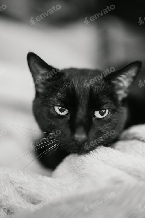 Preview: a cat sits on top of the blanket on the bed