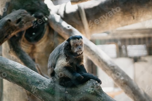 Preview: Monkey sitting on tree branch
