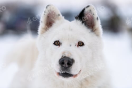 Preview: Husky dog portrait, winter snowy background.
