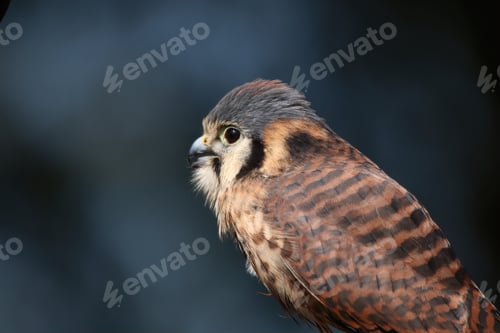 Preview: Close-Up Portrait of a Small American Kestrel Bird in Nature