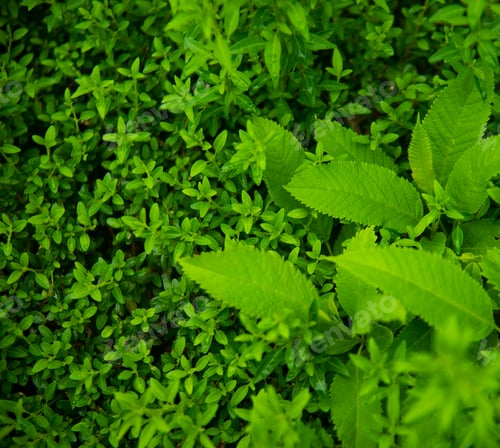 Preview: Abstract nature leaves background
