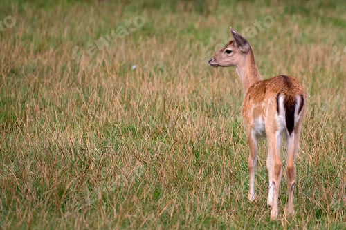 Preview: Young Fallow deer in a clearing