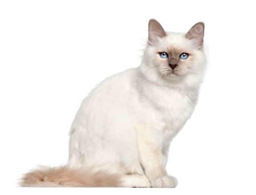 Preview: Portrait of Birman cat, 5 months old, sitting in front of white background