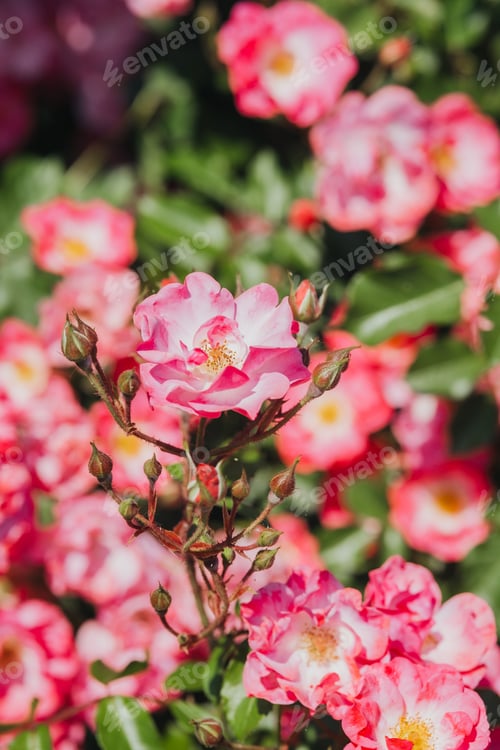 Preview: Vibrant pink roses bloom beautifully in a garden during springtime