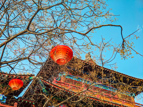 Preview: Beautiful shot of a decorated sakura tree near a temple