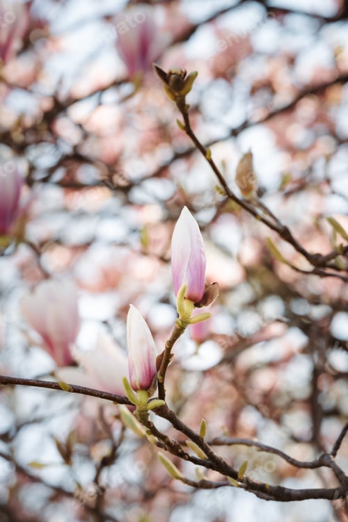 Preview: Beautiful Blooming Pink Magnolia Tree Close Up