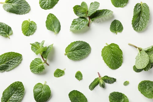 Preview: Fresh mint on white background, top view