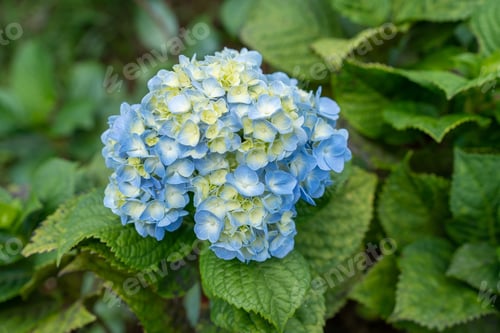 Preview: Hydragea flower. Hydrangea changeable large-leaved Garden French wild-growing bush.
