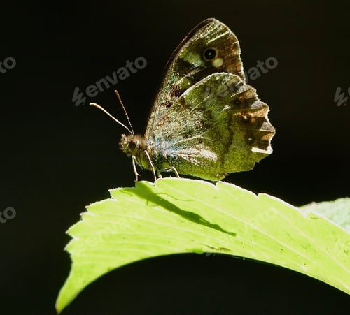 Preview: Butterfly on a bright green leaf