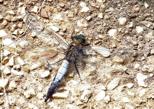 Preview: Dragonfly on a stone wall