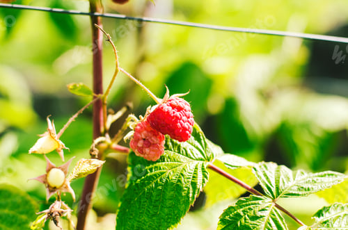 Preview: Raspberries. Raspberry