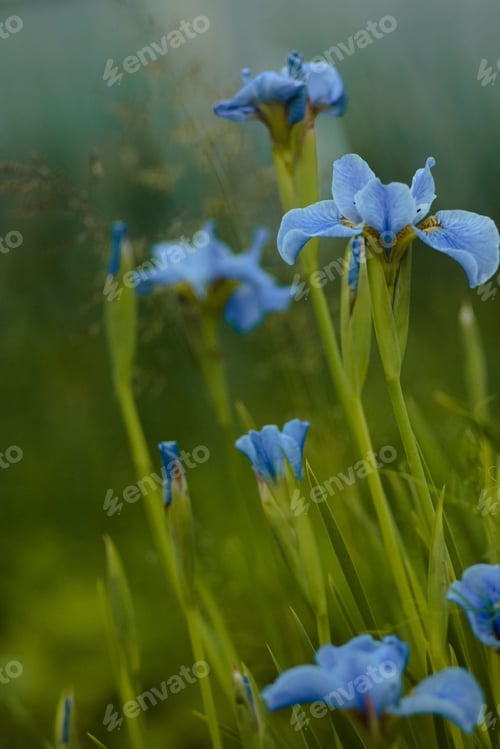 Preview: Natural backgrounds