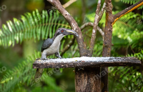 Preview: Sri Lanka grey hornbill (Ocyceros gingalensis) feeding on a birdfeeder.