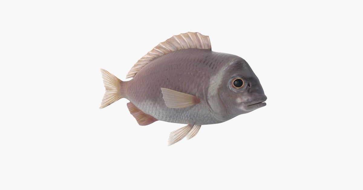 Fish with feathery fins lateral view 3D, Incl. aquatic & feathery - Envato