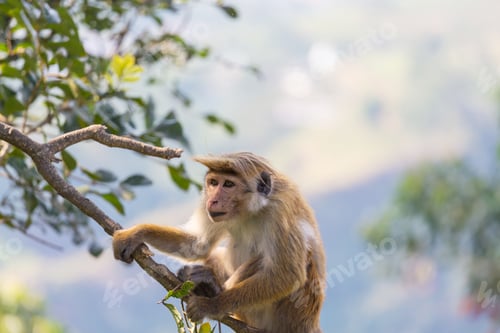 Preview: Monkey