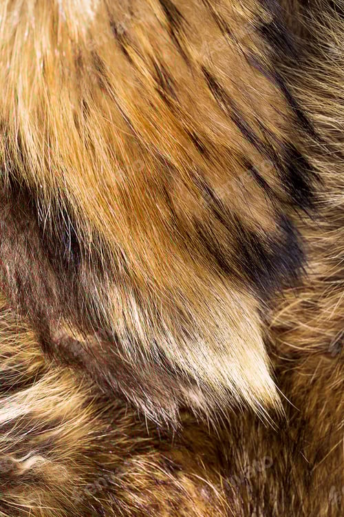 Preview: Background closeup of fluffy fox fur texture
