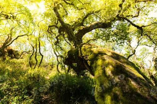 Preview: Via crucis trail on ancient forest of Bussaco