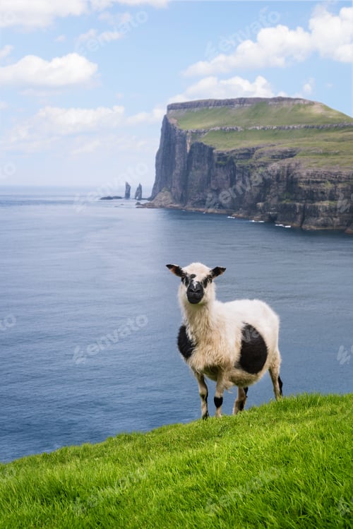 Preview: Sheep on Streymoy Island, Faroe Islands