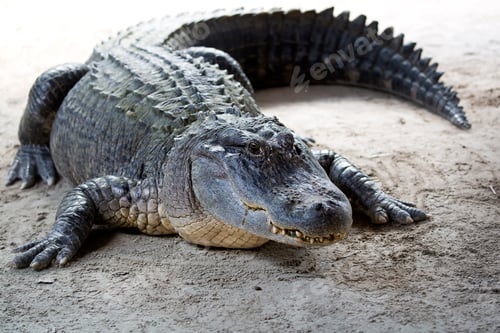 Preview: Crocodile in the wild