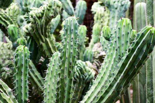Preview: Close up photo of green thorny cacti