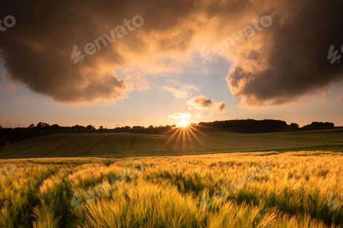 Preview: sunset sunlight over wheat cultivated hills