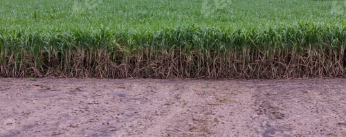 Preview: Sugar Cane farm. Sugar cane fields view from the sky. Drone photo of cane sugar